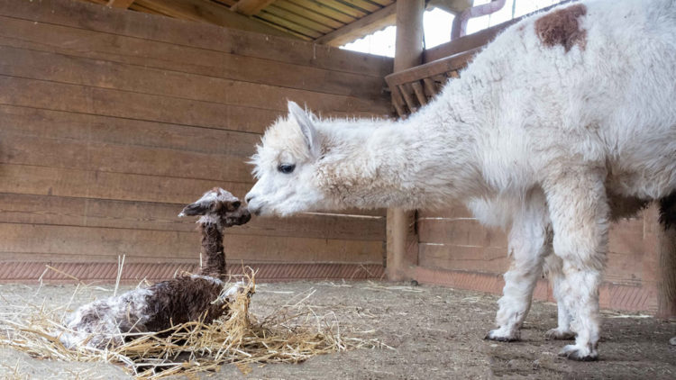 Ormanya'nın yeni üyesi alpakaya isim aranıyor