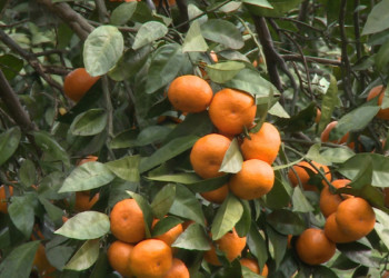 Rize mandalinasının 9 çeşidi tescillendi