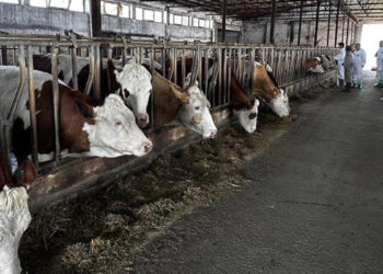 Şap hastalığı, rüzgar yoluyla da taşınabiliyor