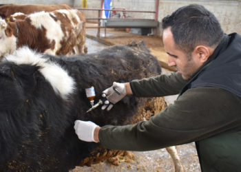 Şap ile şarbonu karıştırmayalım