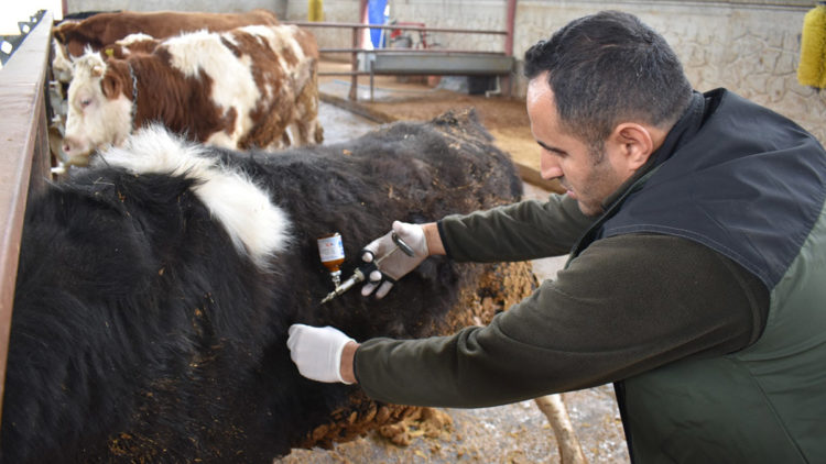 Şap ile şarbonu karıştırmayalım