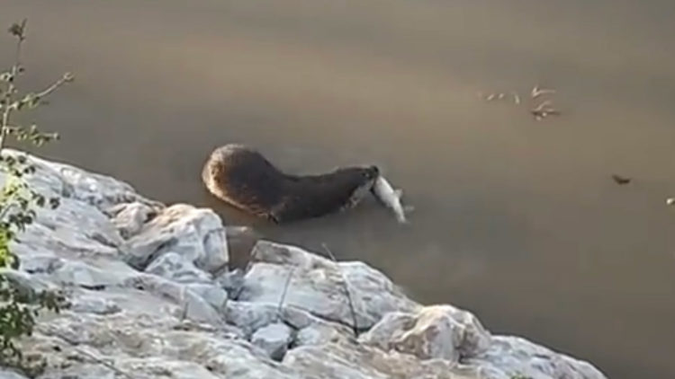 Sesli tehdit altındaki su samuru görüntülendi
