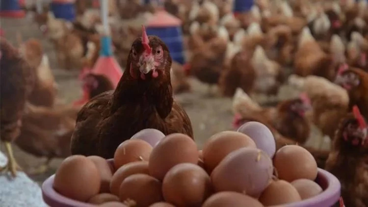 Tavuk yumurtası üretimi ocakta arttı