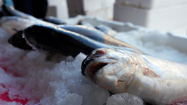 Türk somonunda kanserojen riski yok
