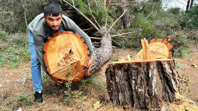 Yarım asırlık ağaçları kesip, kaçtılar