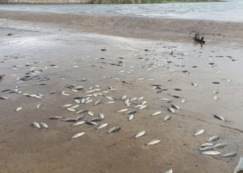 Yumurtladıktan sonra gölete dönemeyen balıklar öldü