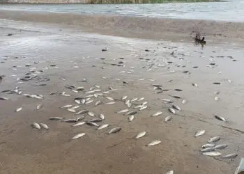 Yumurtladıktan sonra gölete dönemeyen balıklar öldü