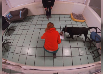 Eğitimli köpeklerin psikososyal desteğe ihtiyaçları var