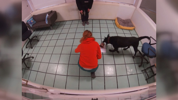 Eğitimli köpeklerin psikososyal desteğe ihtiyaçları var