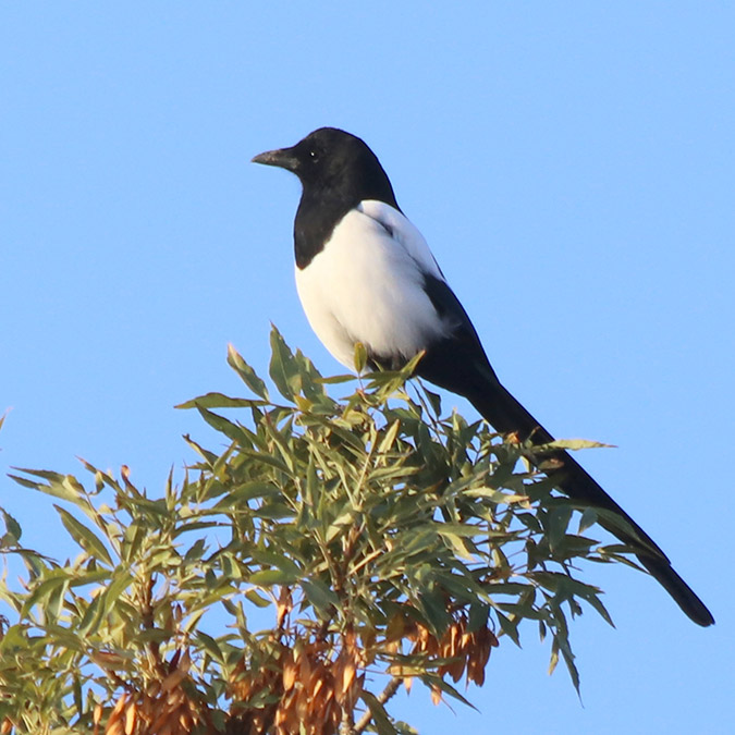 Burdur'daki sulak alan havzasında 298 kuş türü barınıyor