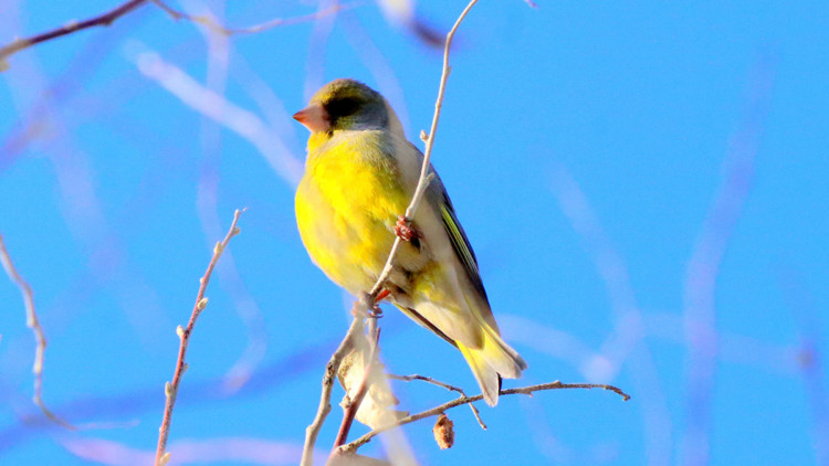 Burdur'daki sulak alan havzasında 298 kuş türü barınıyor