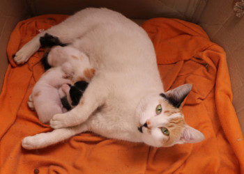 Mucize kedi ve yavruları çocukların neşe kaynağı oldu