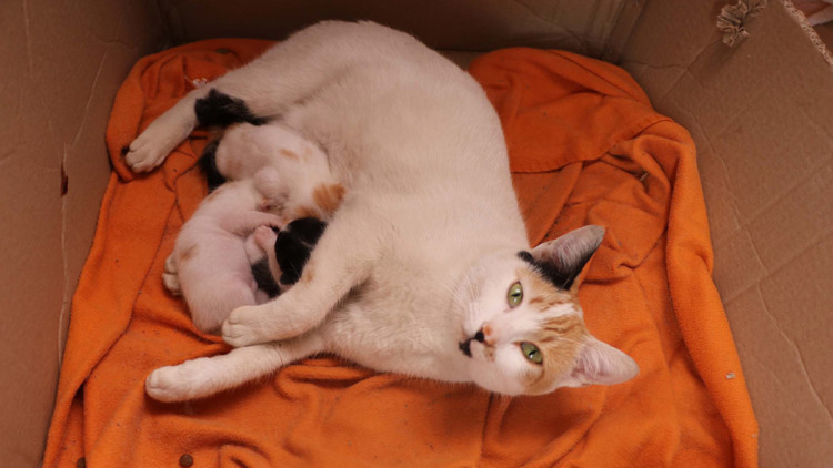 Mucize kedi ve yavruları çocukların neşe kaynağı oldu