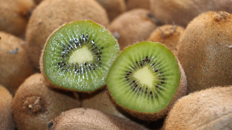 Karadeniz'de tropik meyve üretimi için denemeler başladı