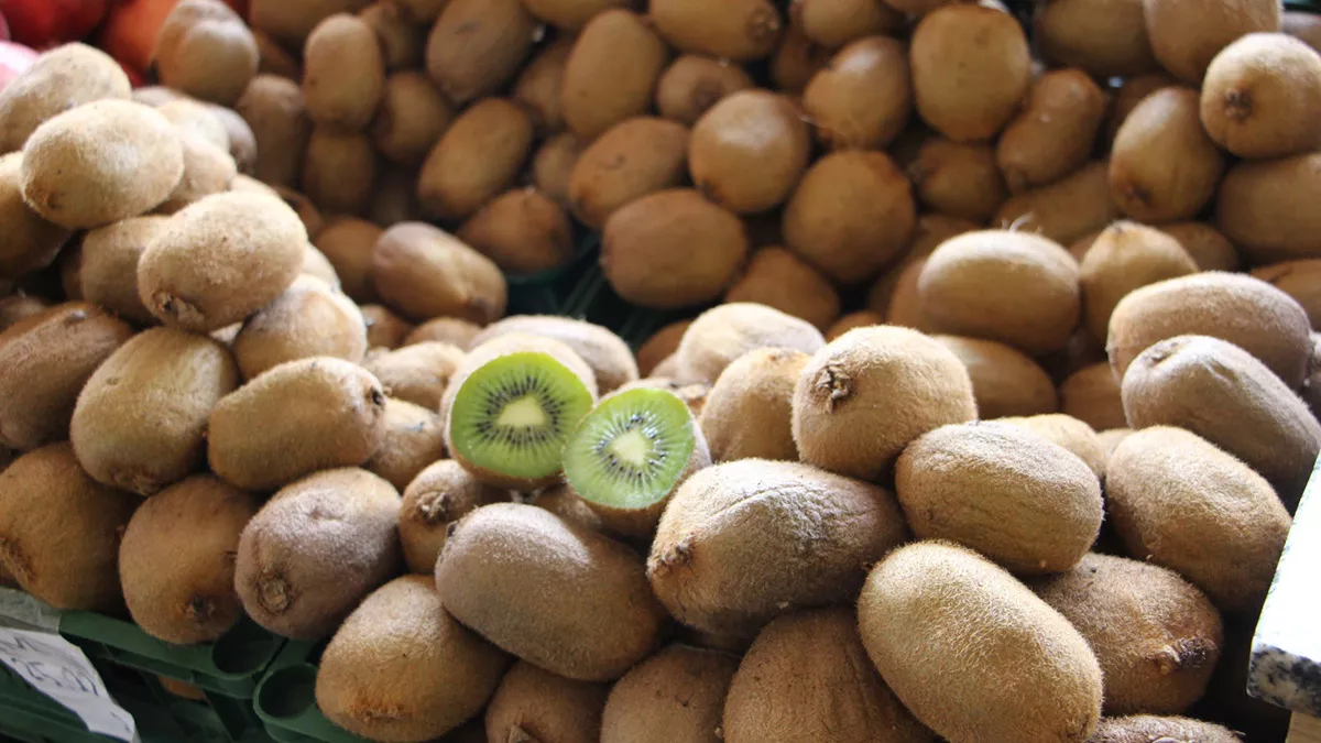 Samsun'da küresel iklim değişikliğiyle gündeme gelen tropik meyve üretimi için denemelere başlandı.