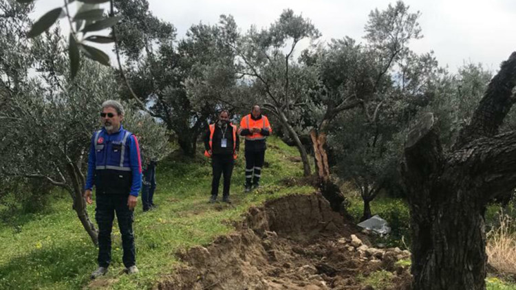 Depremde ikiye bölünen zeytin ağacının nedeni fay kaynaklı değil