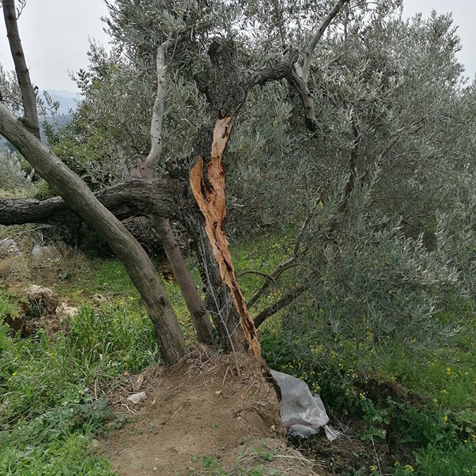 İzmir'deki Dokuz Eylül Üniversitesi'nin (DEÜ) Deprem Araştırma ve Uygulama Merkezi (DAUM) Müdürü ve Jeoloji Mühendisliği Bölümü Öğretim Üyesi Prof. Dr. Hasan Sözbilir, depremde ikiye bölünen zeytin ağacının fay kaynaklı olmadığını söyledi.