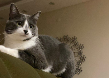 Gümüş adlı kedi 32 gün sonra sağ bulundu
