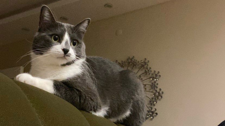 Gümüş adlı kedi 32 gün sonra sağ bulundu