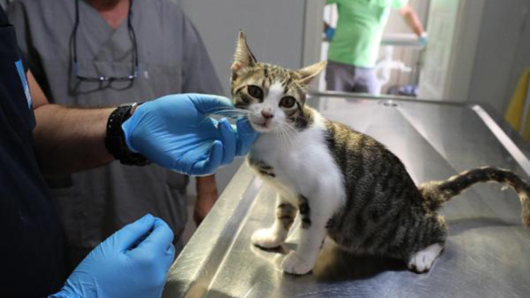 Ev hayvanları için 81 ile genelge gönderildi