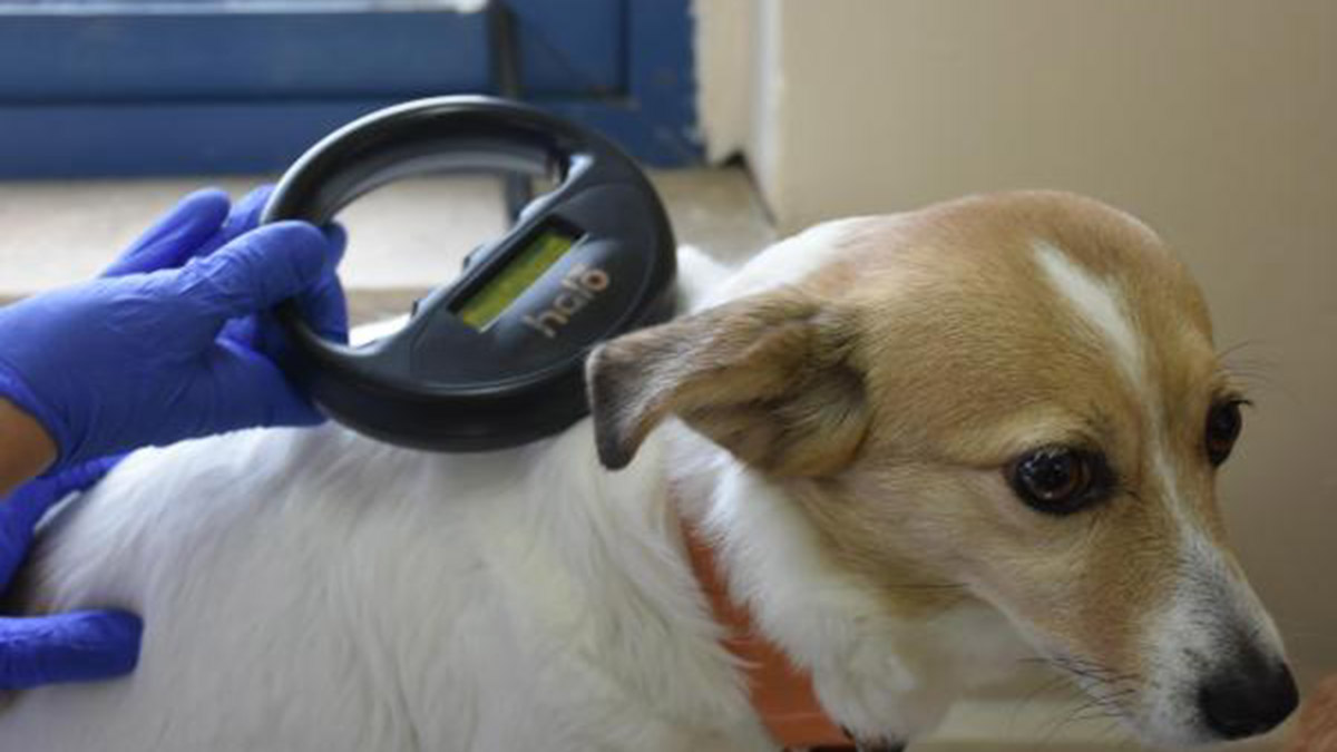 Ev hayvanları için 81 ile genelge gönderildi