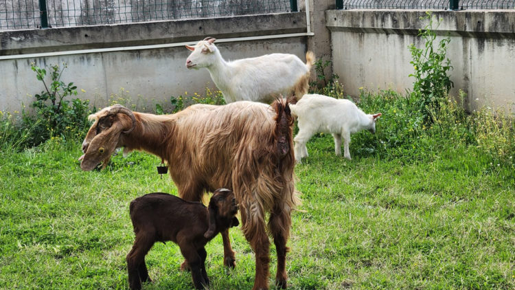 Enkazdan çıkarılan keçi doğum yaptı