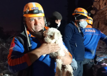 Kabındaki mama ile yaşama tutunan 'Fıstık' kurtarıldı