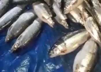 Kültür balığı üretilen çiftlikte kafes yırtıldı, sahil somonla doldu
