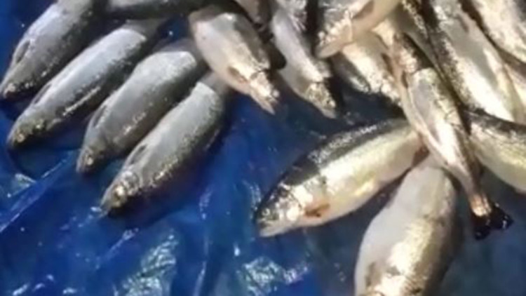 Kültür balığı üretilen çiftlikte kafes yırtıldı, sahil somonla doldu