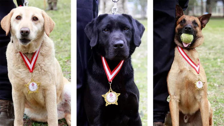 Tsk'nın arama köpekleri madalya ile ödüllendirildi
