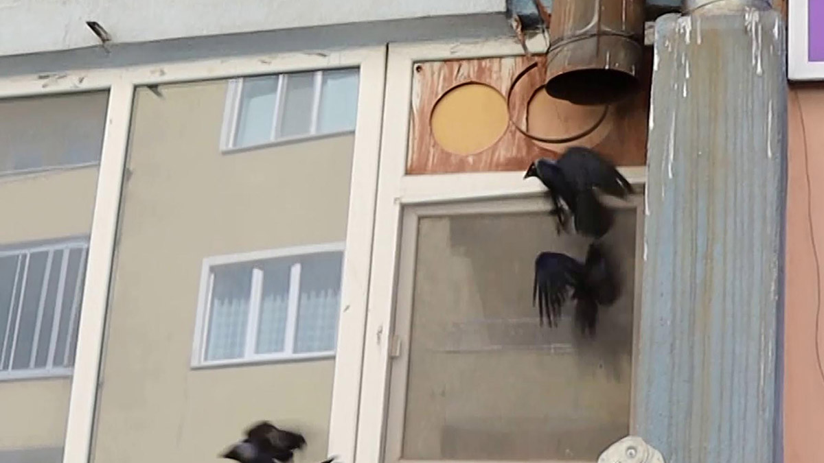 Kebapçının baca borusunda mahsur kalan kargalar kurtarıldı