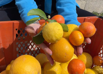 Küçükçekmece Belediyesi Hatay'daki yerel üreticileri destekliyor