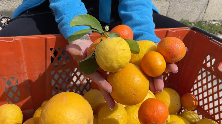 Küçükçekmece Belediyesi Hatay'daki yerel üreticileri destekliyor
