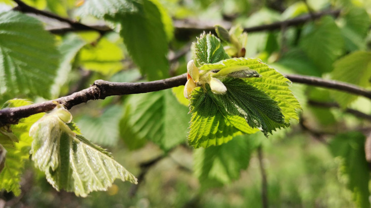 Fındıkta yapraktan gübreleme önerisi