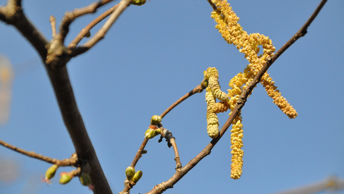 Ordu Üniversitesi (ODÜ) Ziraat Fakültesi Toprak Bilimi ve Bitki Besleme Bölümü Öğretim Üyesi Prof. Dr. Tayfun Aşkın, “Yöremizde eğer yeterli yağış olmazsa fındıkta beslenme problemlerinin oluşacağı aşikardır. Bu da fındıkta verim kaybını tetikleyecektir. O nedenle topraktan beslemenin yanı sıra yapraktan gübrelemeyi de çiftçilerimize şiddetle tavsiye ediyorum” dedi.