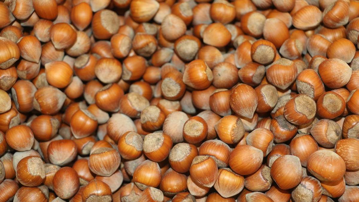 Fındıkta yapraktan gübreleme önerisi