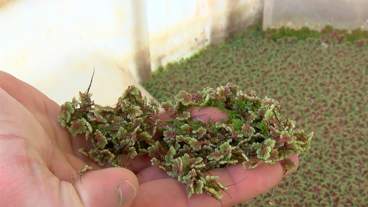 Azolla bitkisi ağır metallerden arındırılıp yem haline getirildi