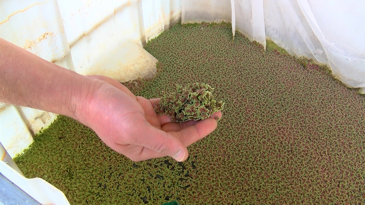 Bursa Uludağ Üniversitesi (BUÜ) Veteriner Fakültesi Hayvan Besleme ve Beslenme Hastalıkları Ana Bilim Dalı Öğretim Üyesi Doç. Dr. Çağdaş Kara, suda yetişen eğrelti otu cinsi azolla bitkisini kontrollü yetiştirip, hem ağır metallerden arındırdı hem de protein oranını yükseltti.