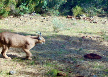 Marmaris'te karakulak fotokapanla görüntülendi
