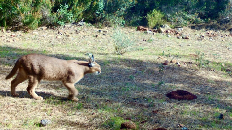 Marmaris'te karakulak fotokapanla görüntülendi