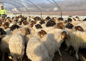 Çadır ağılda hayvanlar soğuktan korunuyor