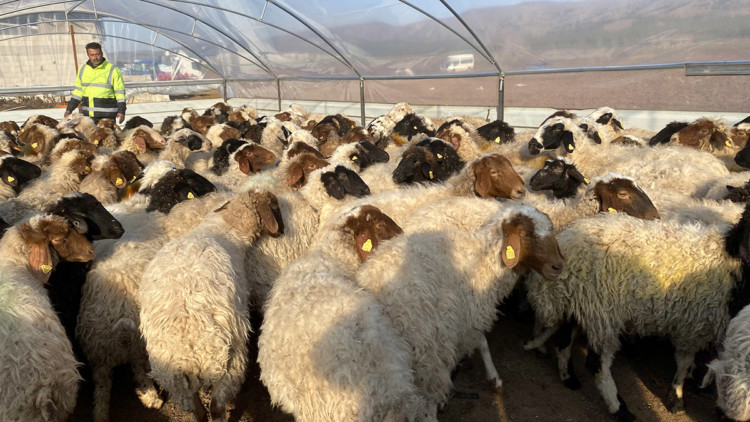 Çadır ağılda hayvanlar soğuktan korunuyor