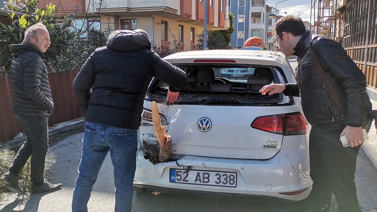 Ordu'da fırtına; Ağaç arabanın üzerine devrildi