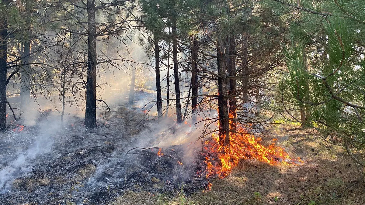 Orman yangını sezonu tüm yıla yayıldı
