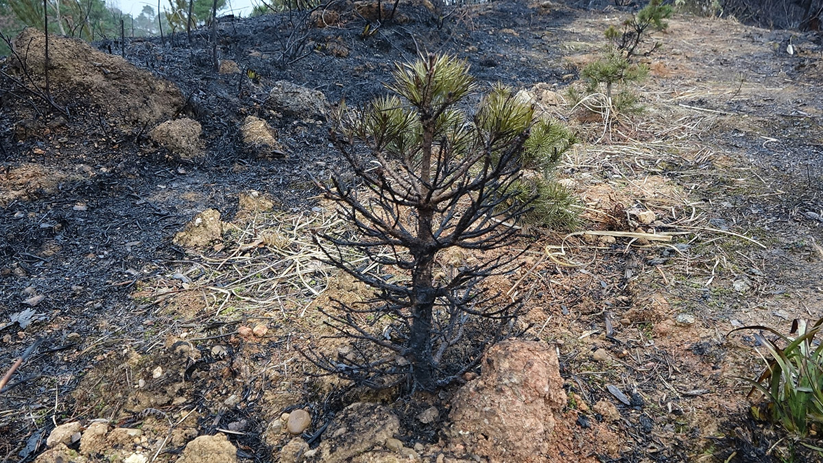 Örtü yangınları lodos nedeniyle sıklaştı