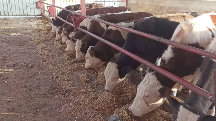 Hayvan pazarları şap hastalığına karşı kapatıldı