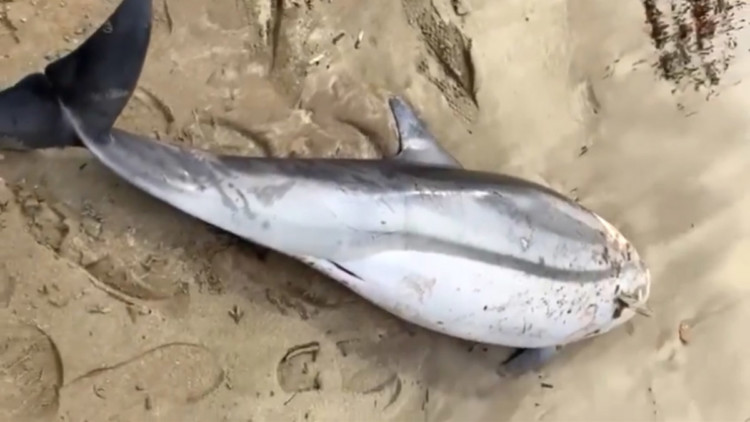 Saros'ta ölü yunus kıyıya vurdu