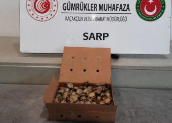 Sarp Sınır Kapısı'nda 250 istilacı su kaplumbağası ele geçirildi