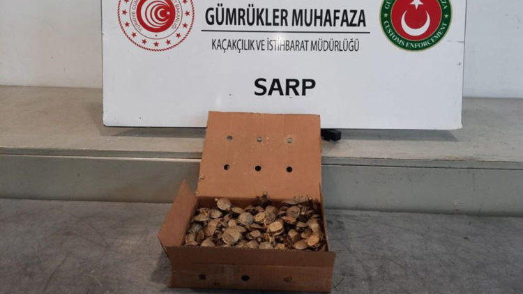 Sarp Sınır Kapısı'nda 250 istilacı su kaplumbağası ele geçirildi