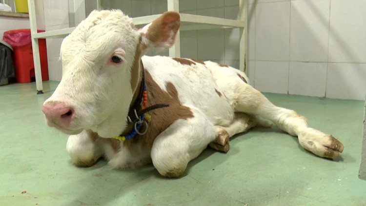 SAT-2 serotipi şap hastalığı ekonomik kayba yol açabilir